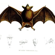 New Zealand Short-Tailed Bat