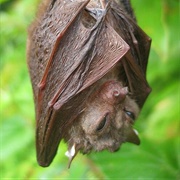 D'Anchieta's Fruit Bat