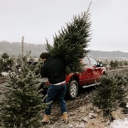 Cut Down Your Own Christmas Tree