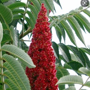 Staghorn Sumac