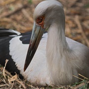 Maguari Stork