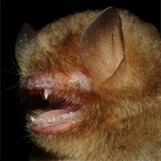 Papillose Woolly Bat