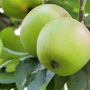 Maca Bravo De Esmolfe