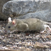 Western White-Throated Woodrat