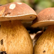 Fungo Di Borgotaro
