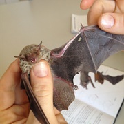 Western Broad-Nosed Bat