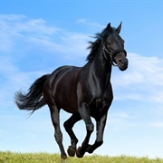 Black Horse