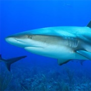 Caribbean Reef Shark