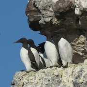 Copeland Islands, Northern Ireland