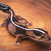 Fat-Tailed Gecko