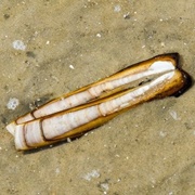 Jackknife Clam