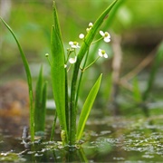 Bunched Arrowhead (Sagittaria Fasciculata)