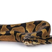 Enchi Ball Python