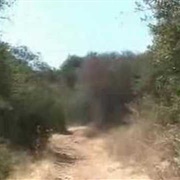 Coyote Attack Video