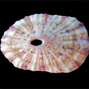 Volcano Keyhole Limpet