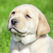 Yellow Lab Puppy