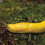Banana Slug