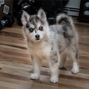 Pomsky