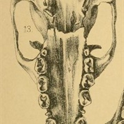 Ashy-Headed Flying Fox
