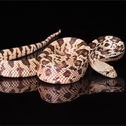 Bull Snake
