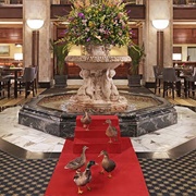Peabody Hotel & Ducks, Memphis