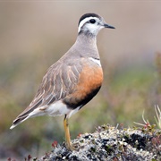 Dotterel