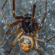 False Widow Spider