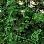 Musk Stork's-Bill (Erodium Moschatum)