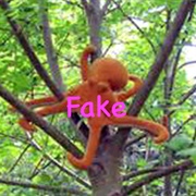 The Pacific Northwest Tree Octopus