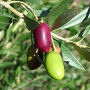 Lucque Olives