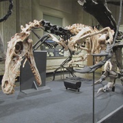Dinosaur Discovery Museum, Wisconsin