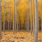 Boardman, Oregon, USA