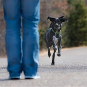 When People Treat the Sidewalk Like on Off-Leash Park