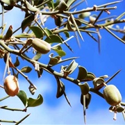 Egyptian Balsam (Balanites Aegyptiaca)