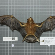 Chestnut Sac-Winged Bat