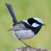 Superb Fairywren