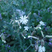 White Campion