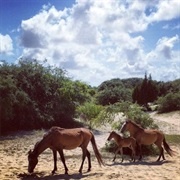 Cumberland Island National Seashore, Georgia