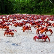 Crab Migration, Cuba