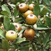 Almond-Leaved Pear (Pyrus Spinosa)