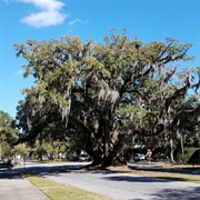 Lover's Oak, Brunswick, GA