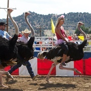 Ostrich Racing