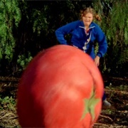 Killer Tomatoes (Attack of the Killer Tomatoes, 1978)
