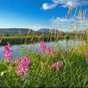 Colony Farm Regional Park, Port Coquitlam, BC, Canada