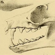 Temminck's Flying Fox