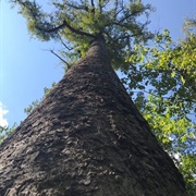 Joyce Kilmer Memorial Forest