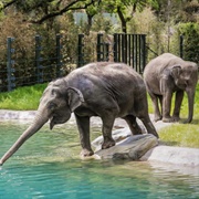 Fort Worth Zoo, Texas, USA