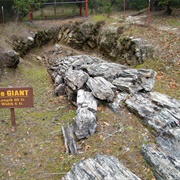 Petrified Forest (California)