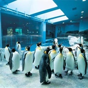Nagasaki Penguin Aquarium