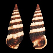 West Indian False Cerith